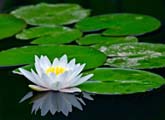 White Water Lilly